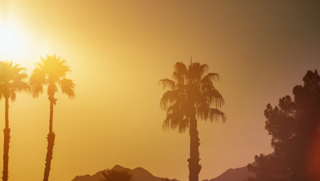 The hot sun setting behind palm trees in Northern Arizona creating heat haze that fogs the background.